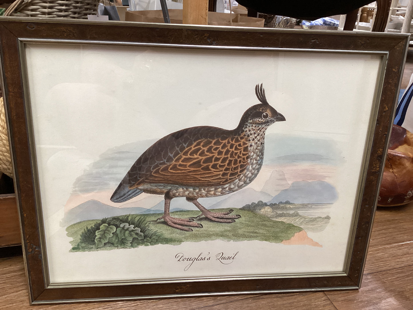 Framed Hunting Bird Prints