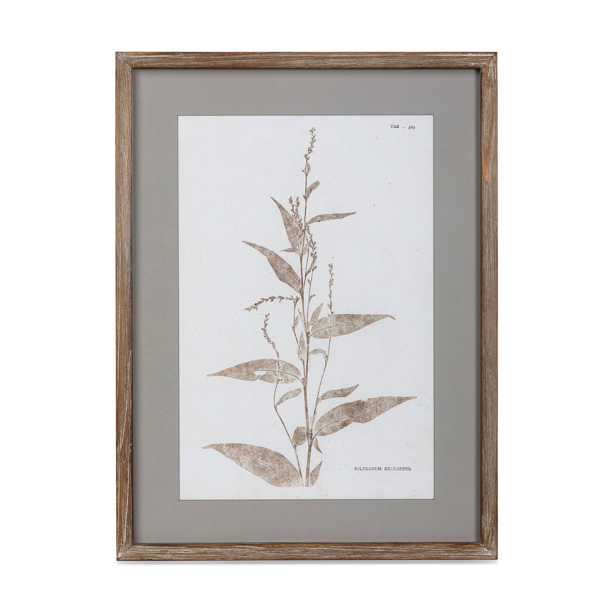 Framed Botanical Print