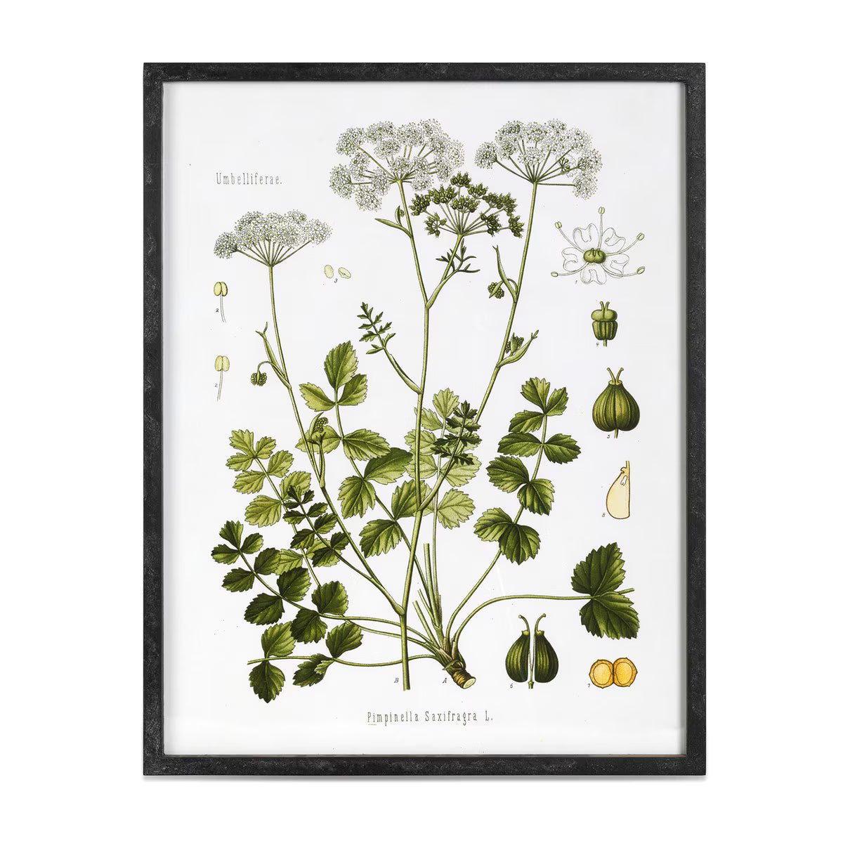 Summer Wildflower Framed Print