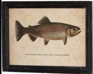 Framed Trout Prints