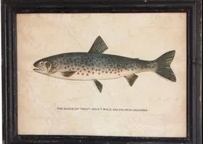 Framed Trout Prints