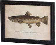 Framed Trout Prints