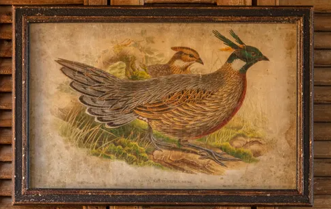 Framed Phesant Prints