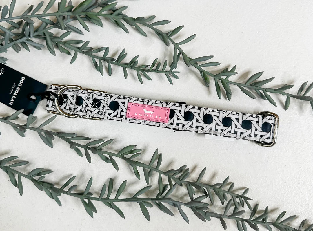 Medium Dog Collar - Cane Fonda