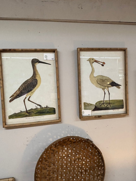 Audubon Bird Prints