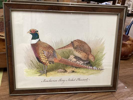 Framed Hunting Bird Prints