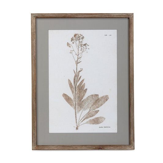 Framed Botanical Print