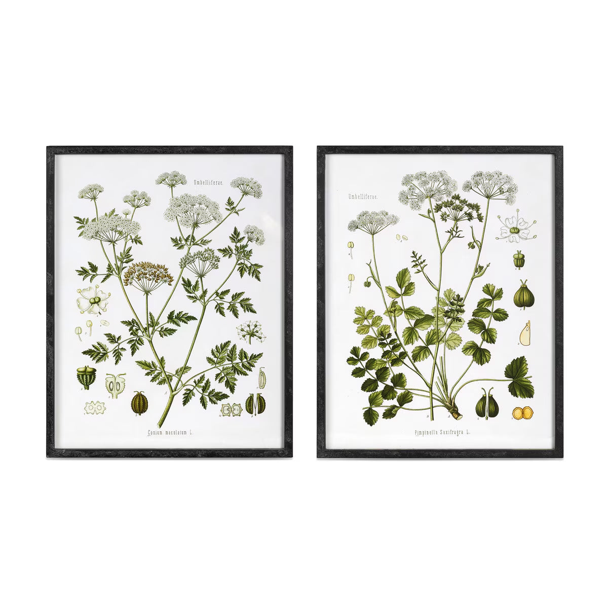 Summer Wildflower Framed Print
