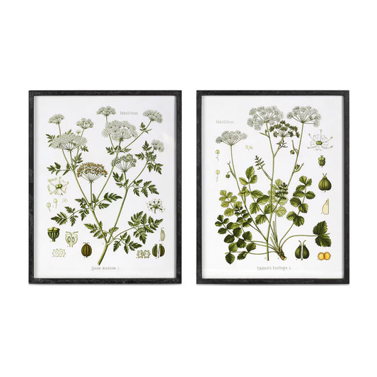 Summer Wildflower Framed Print