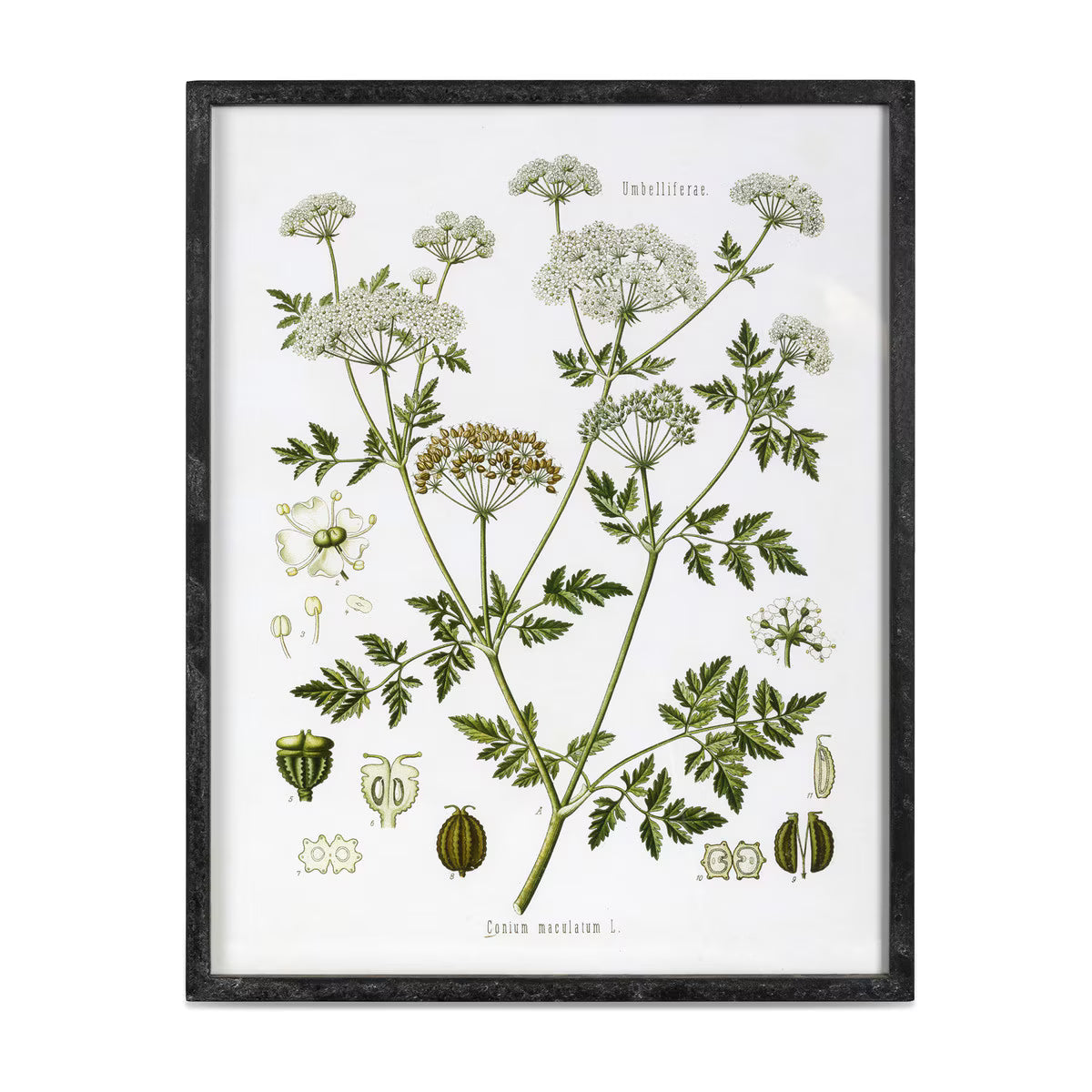 Summer Wildflower Framed Print