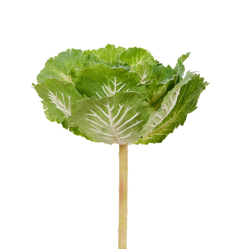 10" Cabbage Pick