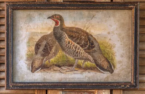 Framed Phesant Prints